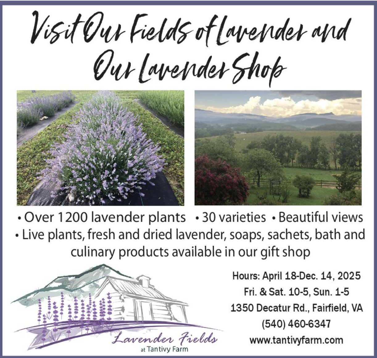 Lavender Fields